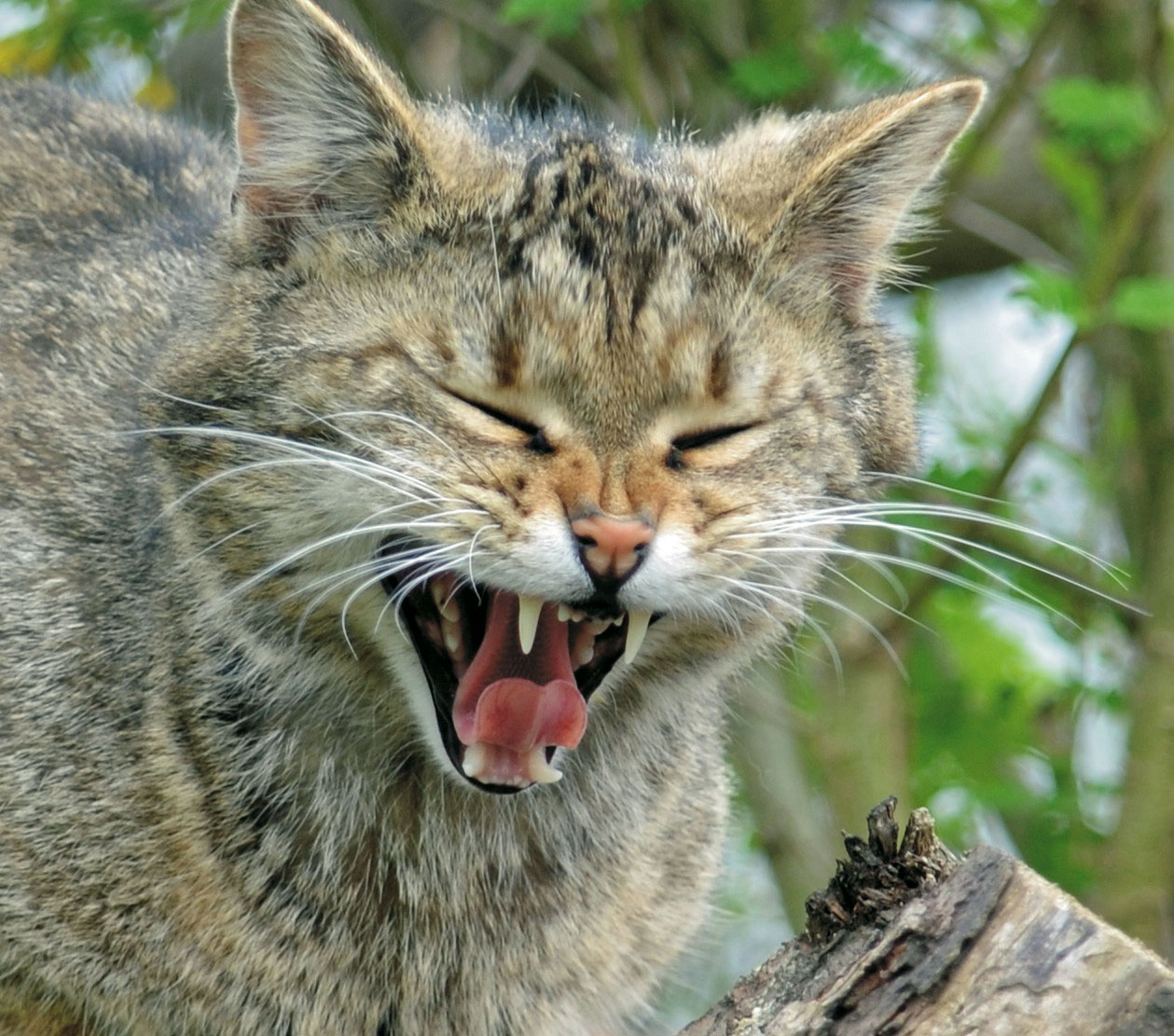 Gähnende Wildkatze